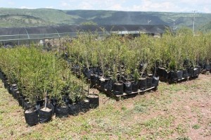 Se tiene un avance importante en el programa de rescate y conservación de la flora y fauna del lugar.