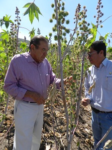 El Secretario de Desarrollo Agropecuario, Javier Usabiaga Arroyo, asistió a la demostración sobre el cultivo de la higuerilla y sus alternativas productivas en la comunidad de Urireo, Salvatierra.