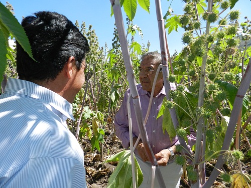 El cultivo de la higuerilla y sus alternativas productivas