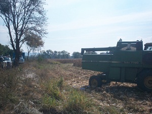 El conductor de  nombre Alberto Flores, al darse cuenta de lo sucedido emprende la huida entre las parcelas.