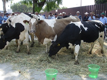 CON EPN RENACE ESPERANZA DE 200 MIL LECHEROS EN EL ABANDONO
