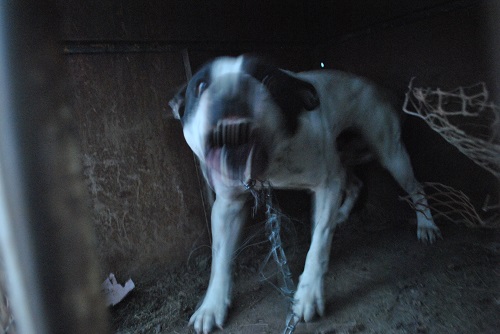 Un agresivo perro casi mata a dos niños en Tarimoro