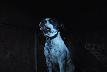 Dos niños recibieron graves heridas un niño de 1.8 años y una niña de 3 años