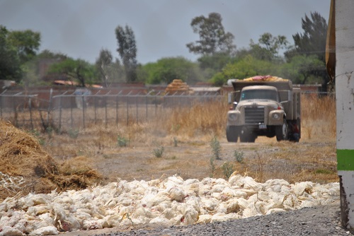 Mueren miles de pollos y gallinas