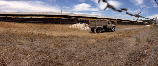 Mueren miles de pollos y gallinas