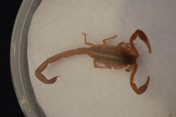 En lo que va del año se han atendido 5 mil atenciones por picadura de alacrán y más de 34 mil durante 2012.