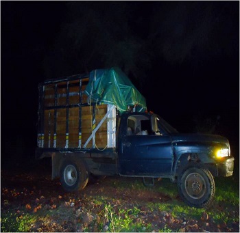  La camioneta Ram, así como la carga, fueron puestas a disposición de la autoridad legal.