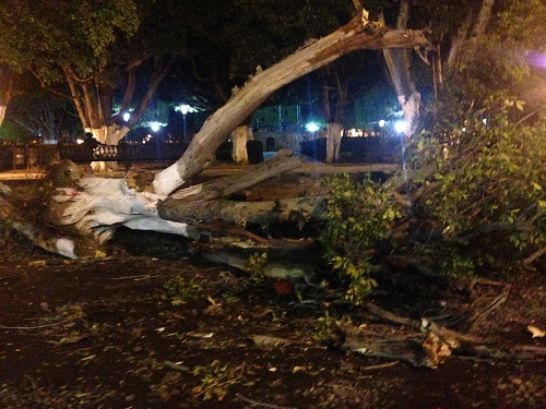 Ecología dio permiso para tirar árbol.