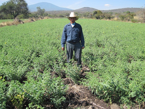 Se apoyó a 36 productores con semilla de garbanzo.