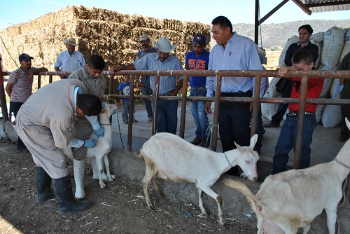 ARRANCA LA CAMPAÑA CONTRA LA BRUCELOSIS