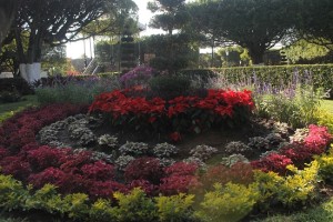 Se encuentra colocando 1200 nochebuenas y otra variedad de flores en los prados del jardín principal