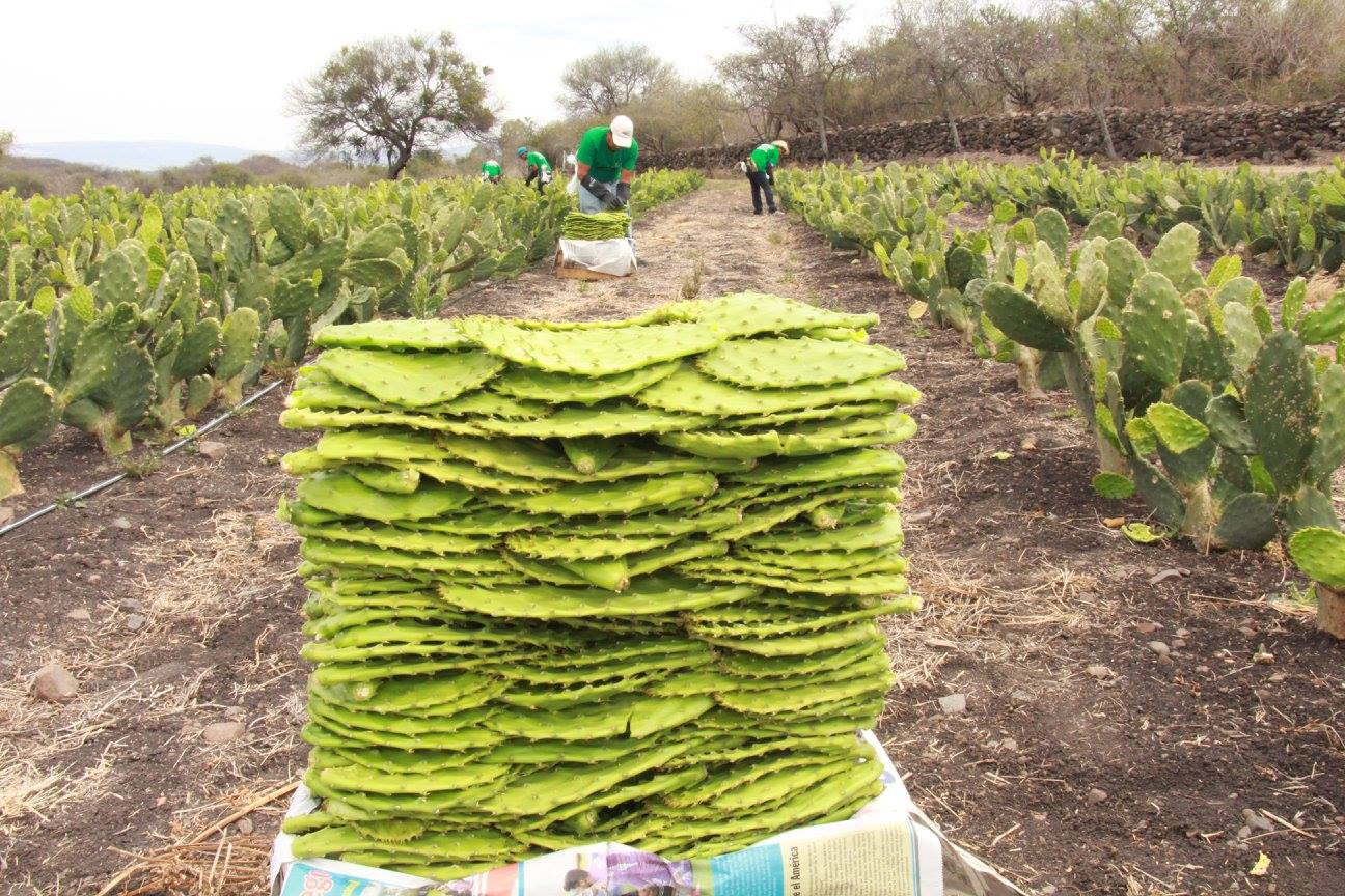 Acudieron a la comunidad de Urireo en donde tuvieron una reunión con directivos de la empresa “La Rielera” la cual vende productos hechos con nopal , dentro de ellos agua, nopales en conserva, mermelada, tortillas ,etc.