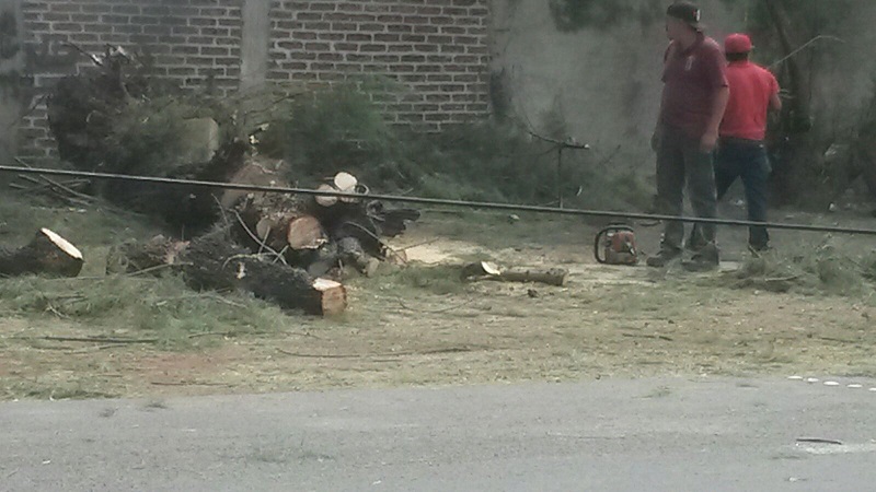 Destaca el desplome de unas laminas en el techo del auditorio municipal, así como arboles tirados en escuelas y caminos destacando la comunidad de San Pedro de los Naranjos, donde un gran árbol se cayó a la altura del CONALEP, asi como otros seis a lo largo de dicha comunidad.