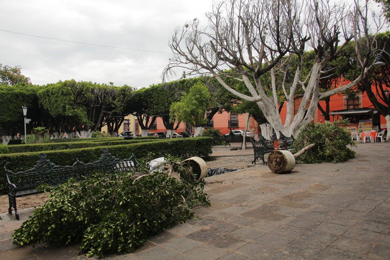 El director de servicios municipales, José Luis Abonce Guerrero, externó, que desde hace años, los árboles del jardín principal han estado muriendo, debido a que tienen más de 100 años y a consecuencia de una plaga, por lo que fueron quitados 5 árboles que estaban secos y afectando a los demás.