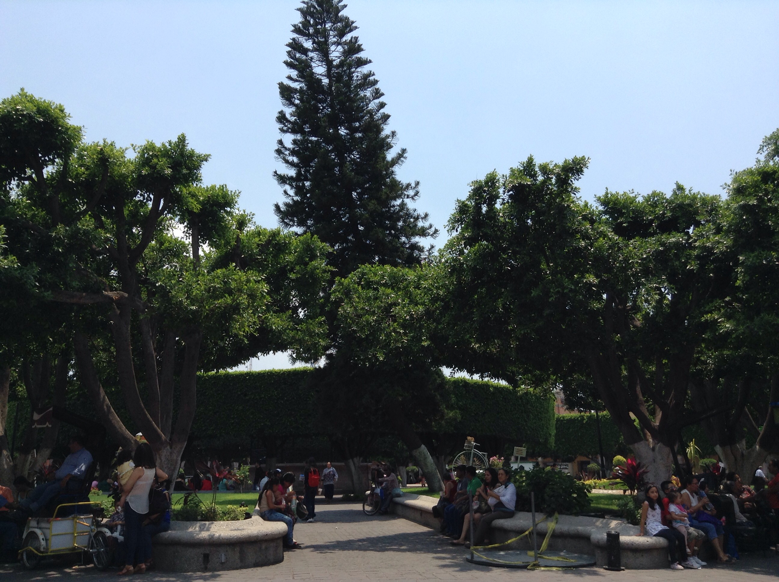 Es de recordarse que el primer día del 2017 un árbol de más de 50 años de antigüedad ubicado también en el jardín principal, colapsó y dejó por lo menos a 5 personas lesionadas y por ello comenzó una supervisión del resto de los árboles del área para evitar que el Suceso se repita.