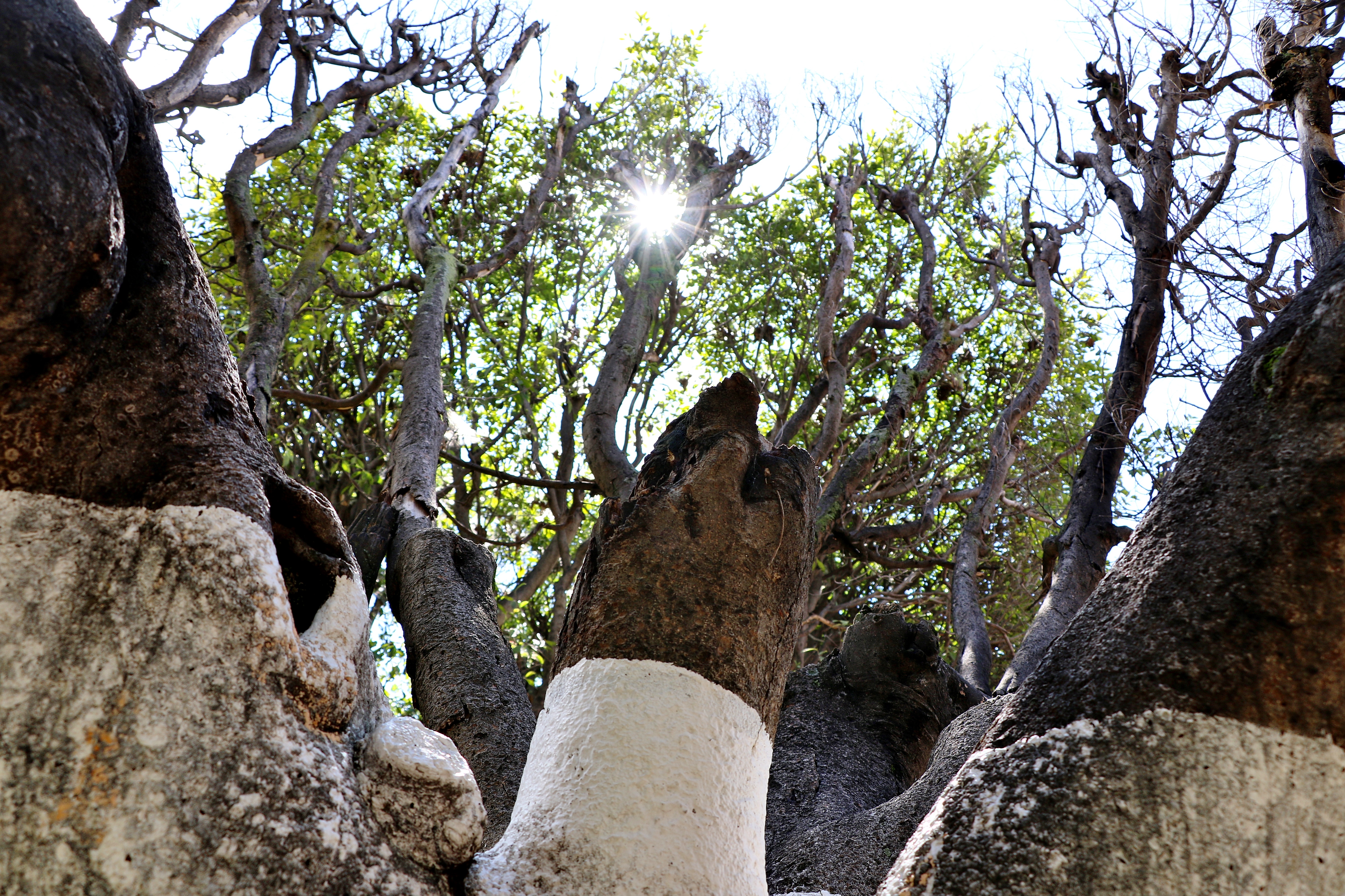 Iniciaran con tratamiento para rescatar arboles del jardín principal